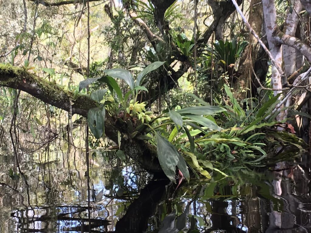 Wild Orchid, Tingana Reserve